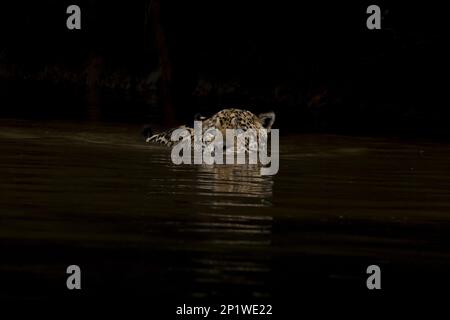 Parana jaguar, jaguar sud-américaine (Panthera onca palustris), espèces menacées, prédateurs, mammifères, animaux, jaguar adulte, natation, Cuiaba Banque D'Images