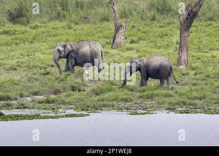 Éléphant d'Asie, éléphant d'Inde, éléphants d'asie (Elepha maximus), éléphants d'Inde, éléphants, mammifères, animaux, Éléphant d'Asie, deux femelles adultes Banque D'Images