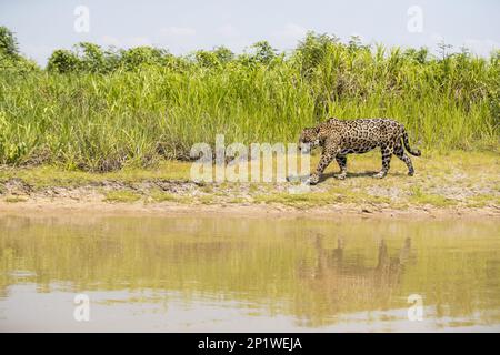 Parana jaguar, jaguar sud-américaine (Panthera onca palustris), espèces menacées, grands chats, prédateurs, mammifères, animaux, jaguar adulte, randonnée Banque D'Images