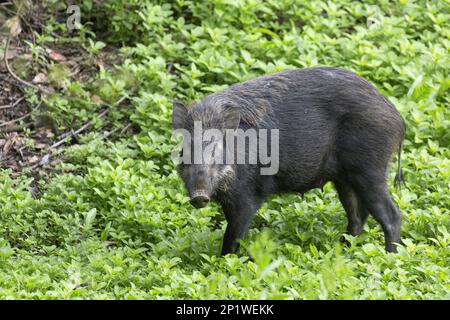 Sangliers (sus scrofa), cochons, ongulés, mammifères, animaux, Sanglier, femelle adulte debout dans la végétation, Parc national de Kaziranga, Assam, Inde Banque D'Images