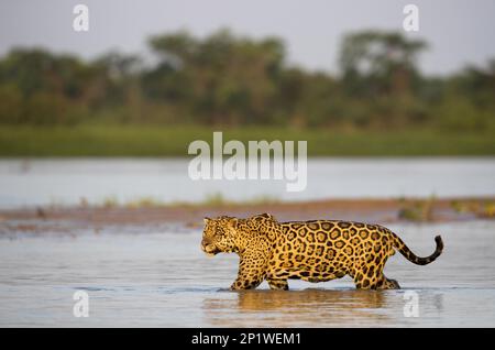 Parana jaguar, jaguar sud-américaine (Panthera onca palustris), espèces menacées, grands chats, prédateurs, mammifères, animaux, jaguar adulte, entrée à pied Banque D'Images