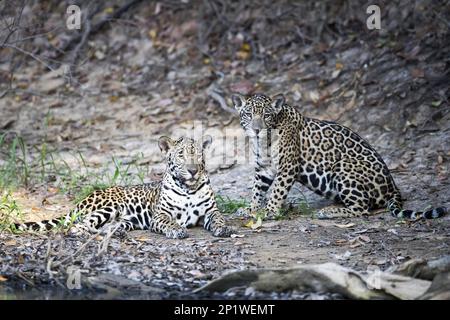 Jaguar (Panthera onca palustris) juvéniles, reposant sur la rive, Corixinho, Mato Grosso, Brésil Banque D'Images