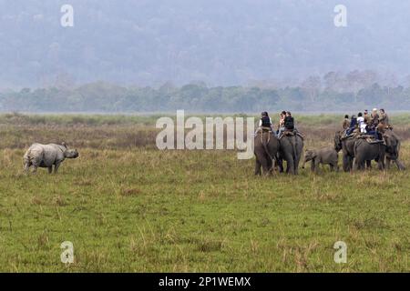 Touristes sur des éléphants d'Asie observant des rhinocéros indiens adultes (Rhinoceros unicornis), Parc national de Kaziranga, Assam, Inde Banque D'Images