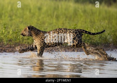 Parana jaguar, jaguar sud-américaine (Panthera onca palustris), espèces menacées, grands chats, prédateurs, mammifères, animaux, jaguar adulte, course à pied Banque D'Images