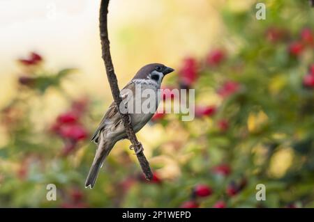Parseur d'arbre (Passer montanus) adulte perché sur une branche avec des hanches de chien rouge vif rose en arrière-plan. RSPB Fairburn ings, Castleford, Ouest Banque D'Images