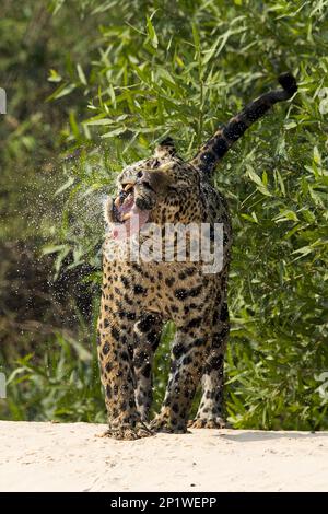 Parana jaguar, jaguar sud-américaine (Panthera onca palustris), espèces menacées, prédateurs, mammifères, animaux, jaguar adulte, secouant l'eau de Banque D'Images