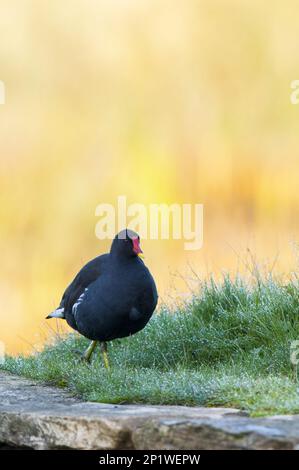 Moorhen (Gallinula chloropus) adulte marchant sur de l'herbe chargée de rosée à RSPB Fairburn ings, Castleford, West Yorkshire Banque D'Images