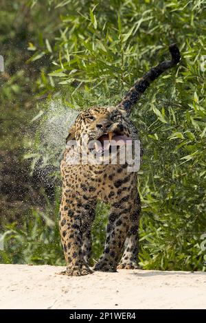 Parana jaguar, jaguar sud-américaine (Panthera onca palustris), espèces menacées, prédateurs, mammifères, animaux, jaguar adulte, secouant l'eau de Banque D'Images