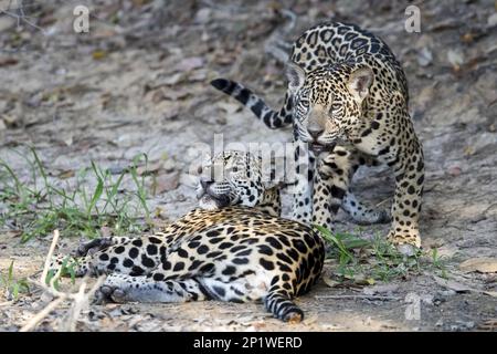 Jaguar (Panthera onca palustris) juvéniles, reposant sur la rive, Corixinho, Mato Grosso, Brésil Banque D'Images