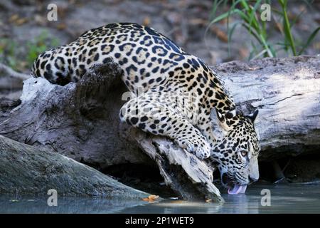 Parana jaguar, jaguar sud-américaine (Panthera onca palustris), espèces menacées, grands chats, prédateurs, mammifères, animaux, jaguar juvénile, boire Banque D'Images