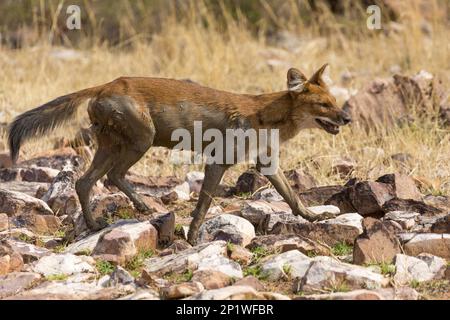 Trou d'eau (Cuon alpinus), trou d'eau, chiens sauvages asiatiques, chien rouge, chiens rouges, Chien-comme, prédateurs, mammifères, animaux, trous ou chien sauvage asiatique, mâle adulte en sec Banque D'Images