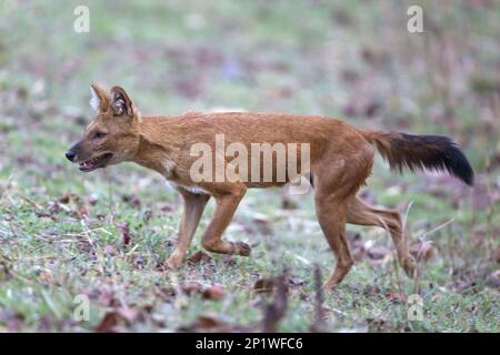 Trou d'eau (Cuon alpinus), trou d'eau, chiens sauvages asiatiques, chien rouge, chiens rouges, Chien-comme, prédateurs, mammifères, animaux, Dhole ou chien sauvage asiatique, adulte courant Banque D'Images