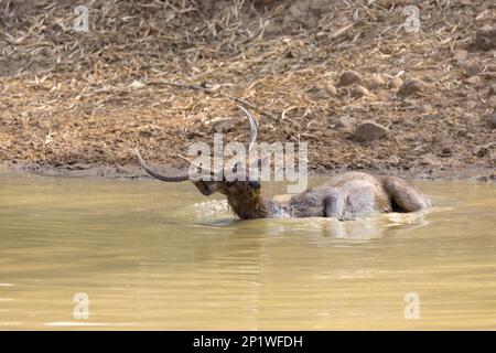 Cerf de Sambar (rusa unicolor), homme adulte se baignant dans le trou d'eau, parc national de Tadoba, Maharashtra, Inde Banque D'Images