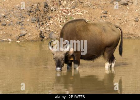 Gaur (Bos gaurus), adulte buvant au trou d'eau, parc national de Tadoba, Maharashtra, Inde Banque D'Images