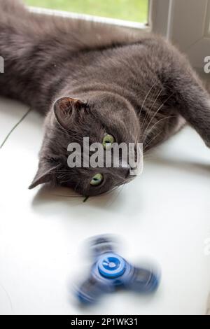 Spinner et jouer chat, chat gris, vertical Banque D'Images