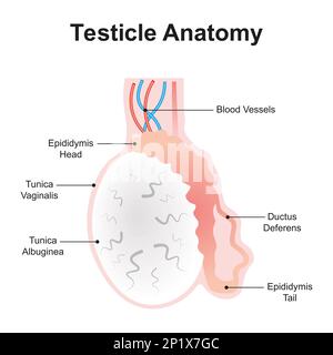 Anatomie du testicule, illustration Banque D'Images