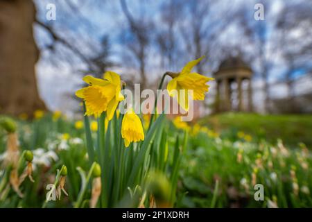 3rd mars 2023 Dodding Hall Gardens, Doddington, près de Lincoln, Lincolnshire, Angleterre, Royaume-Uni le temps, les jardins, colorent la scène colorée aujourd'hui à Doddington Hal Gardens près de Lincoln, qui est actuellement ouvert pour le Spring bulbes Pageant. Le pageant printanier a été lancé en 1950s par Ralph et Antonia Jarvis. Un spectacle spectaculaire de bulbes de printemps, commençant début février avec de magnifiques chutes de neige et aconites d'hiver, Cyclamen coum, et Crocus tommasinianus, se poursuivant jusqu'en mars et début avril avec des drifts de lys de Lent et notre collection unique de jonquilles du patrimoine (y compris Banque D'Images