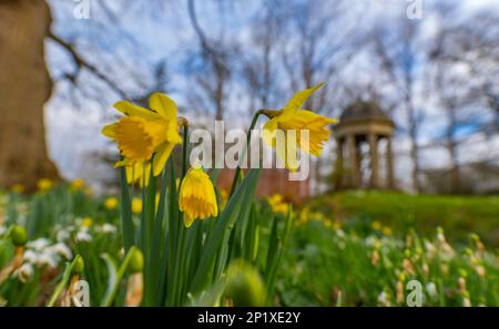 3rd mars 2023 Dodding Hall Gardens, Doddington, près de Lincoln, Lincolnshire, Angleterre, Royaume-Uni le temps, les jardins, colorent la scène colorée aujourd'hui à Doddington Hal Gardens près de Lincoln, qui est actuellement ouvert pour le Spring bulbes Pageant. Le pageant printanier a été lancé en 1950s par Ralph et Antonia Jarvis. Un spectacle spectaculaire de bulbes de printemps, commençant début février avec de magnifiques chutes de neige et aconites d'hiver, Cyclamen coum, et Crocus tommasinianus, se poursuivant jusqu'en mars et début avril avec des drifts de lys de Lent et notre collection unique de jonquilles du patrimoine (y compris Banque D'Images