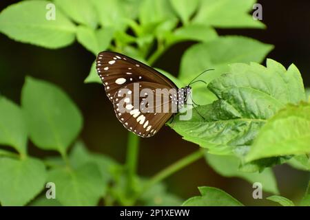 Corbeau commun indien. Noyau euploea Banque D'Images