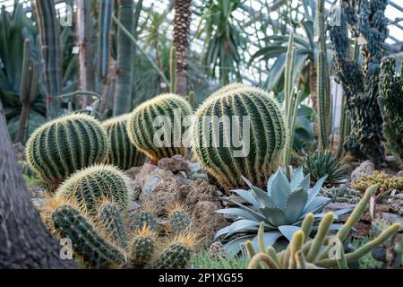 Serre avec divers cactus, longue tige et succulents feuillus et plantes exotiques par temps ensoleillé Banque D'Images