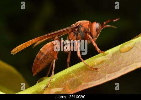 Fermoir en papier brun géant. Polistes gigas. Banque D'Images