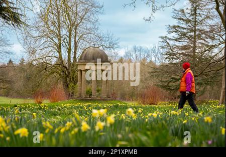 3rd mars 2023 Dodding Hall Gardens, Doddington, près de Lincoln, Lincolnshire, Angleterre, Royaume-Uni le temps, les jardins, colorent la scène colorée aujourd'hui à Doddington Hal Gardens près de Lincoln, qui est actuellement ouvert pour le Spring bulbes Pageant. Visiteur Jane Bowyell apporte son propre peu de couleur aux jardins comme elle admire le tapis de couleur de printemps. Le pageant printanier a été lancé en 1950s par Ralph et Antonia Jarvis. Un spectacle spectaculaire de bulbes de printemps, commençant au début de février avec de magnifiques chutes de neige et aconites d'hiver, Cyclamen coum, et Crocus tommasinianus, continuant la marche Banque D'Images