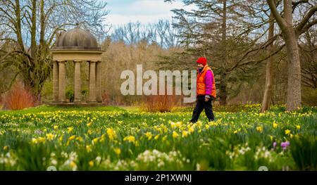 3rd mars 2023 Dodding Hall Gardens, Doddington, près de Lincoln, Lincolnshire, Angleterre, Royaume-Uni le temps, les jardins, colorent la scène colorée aujourd'hui à Doddington Hal Gardens près de Lincoln, qui est actuellement ouvert pour le Spring bulbes Pageant. Visiteur Jane Bowyell apporte son propre peu de couleur aux jardins comme elle admire le tapis de couleur de printemps. Le pageant printanier a été lancé en 1950s par Ralph et Antonia Jarvis. Un spectacle spectaculaire de bulbes de printemps, commençant au début de février avec de magnifiques chutes de neige et aconites d'hiver, Cyclamen coum, et Crocus tommasinianus, continuant la marche Banque D'Images