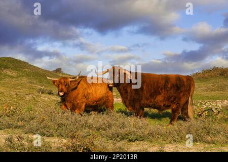 Bovins des Highlands dans la réserve de dunes de la Hollande-Nord. Un taureau et une vache. Schoorlse Duinen, pays-Bas. Banque D'Images