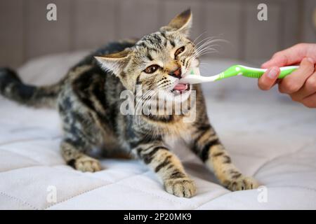 Une femme brosse les dents d'un chat avec une brosse à dents. Banque D'Images