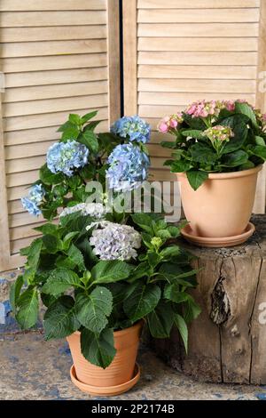 Belles plantes hortensia en fleurs dans des pots à l'extérieur Banque D'Images