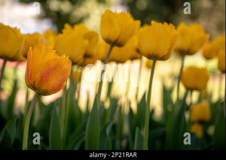 Fleur de tulipe en journée ensoleillée. Groupe de tulipes jaunes fleuris avec des feuilles vertes au printemps. Banque D'Images