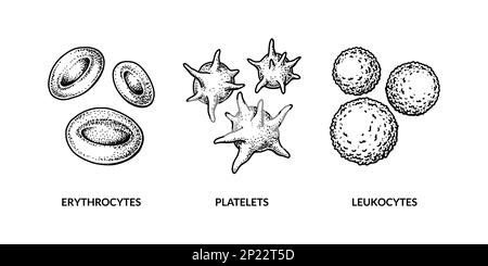 Cellules sanguines isolées sur fond blanc. Érythrocytes, leucocytes et plaquettes dessinés à la main. Illustration de la biologie scientifique dans un style d'esquisse Illustration de Vecteur