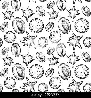 Structure homogène des cellules sanguines. Érythrocytes, leucocytes et plaquettes dessinés à la main. Illustration de la biologie scientifique dans un style d'esquisse Illustration de Vecteur