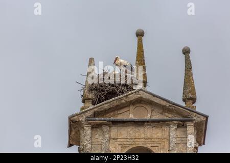 Femme cigogne ibérique garde sa jeune dans un immense nid construit au-dessus d'une tour de bâtiment classique, situé à Cuidad Rodrigo, Espagne... Banque D'Images