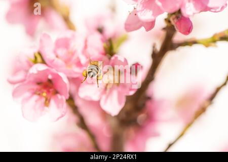 abeille volant de derrière en printemps à une fleur de pêche Banque D'Images