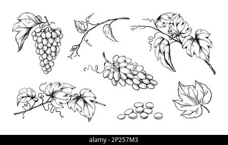 Raisin à l'encre avec graines, gravure vignoble. Dessin à la main ou croquis pour l'étiquette de vin vintage, l'art des fruits de grunge, la baie avec des feuilles sur les branches. Éléments décoratifs pour le design. Illustration vectorielle isolée Illustration de Vecteur