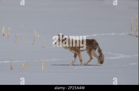 Un coyote à l'aspect maniaque qui marche et chasse dans un champ de ferme enneigé au Canada Banque D'Images