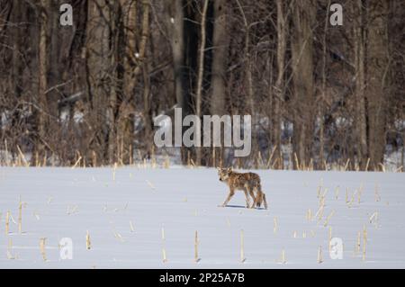 Un coyote à l'aspect maniaque qui marche et chasse dans un champ de ferme enneigé au Canada Banque D'Images