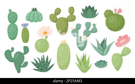 Plantes cactus du Mexique, collection de cactus sauvages. Nature lumineuse fleurs décoratives et succulents, éléments de dessin du désert mignons, symbole d'été. Plantes de maison dessinées à la main. Illustration à plat de dessin animé vectoriel Illustration de Vecteur