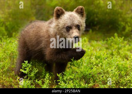 Gros plan d'un mignon ourson brun eurasien manger des bleuets dans une forêt, Finlande. Banque D'Images