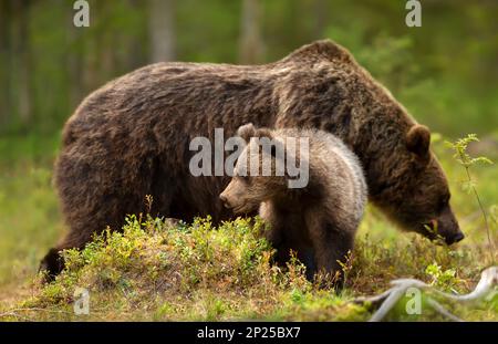 Gros plan d'un mignon ourson brun eurasien avec une mama ours, Finlande. Banque D'Images