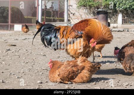 coq avec des poules dans la cour arrière Banque D'Images