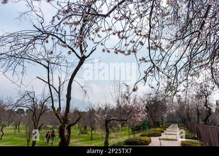 Srinagar, Inde. 04th mars 2023. Des hommes marchent devant des amandiers fleuillés dans un parc par une journée ensoleillée à Srinagar. Le printemps est arrivé plus tôt que d'habitude au Cachemire cette année en raison de températures plus élevées en février. Gul-tour, une plante florale de printemps a commencé à fleurir à la mi-février au Cachemire. Ses fleurs jaunes s'épanouissent habituellement en mars, annonçant le printemps. Après la visite de gul, les amandiers et les pêchers éclatent également en fleurs blanches et roses pâle début mars au Cachemire. Les fleurs d'amande sont généralement vues à la mi-mars. Crédit : SOPA Images Limited/Alamy Live News Banque D'Images