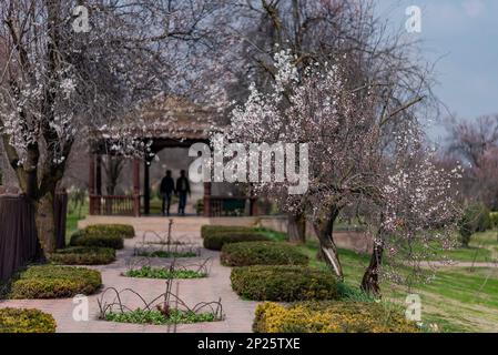 Srinagar, Inde. 04th mars 2023. Des hommes marchent devant des amandiers fleuillés dans un parc par une journée ensoleillée à Srinagar. Le printemps est arrivé plus tôt que d'habitude au Cachemire cette année en raison de températures plus élevées en février. Gul-tour, une plante florale de printemps a commencé à fleurir à la mi-février au Cachemire. Ses fleurs jaunes s'épanouissent habituellement en mars, annonçant le printemps. Après la visite de gul, les amandiers et les pêchers éclatent également en fleurs blanches et roses pâle début mars au Cachemire. Les fleurs d'amande sont généralement vues à la mi-mars. Crédit : SOPA Images Limited/Alamy Live News Banque D'Images