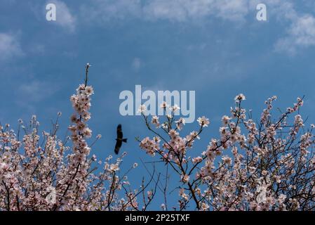 Srinagar, Inde. 04th mars 2023. Vue sur les fleurs d'amandiers dans un parc par une journée ensoleillée à Srinagar. Le printemps est arrivé plus tôt que d'habitude au Cachemire cette année en raison de températures plus élevées en février. Gul-tour, une plante florale de printemps a commencé à fleurir à la mi-février au Cachemire. Ses fleurs jaunes s'épanouissent habituellement en mars, annonçant le printemps. Après la visite de gul, les amandiers et les pêchers éclatent également en fleurs blanches et roses pâle début mars au Cachemire. Les fleurs d'amande sont généralement vues à la mi-mars. Crédit : SOPA Images Limited/Alamy Live News Banque D'Images