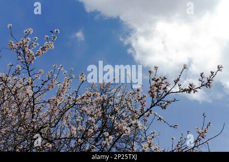 Srinagar, Inde. 04th mars 2023. Vue sur les fleurs d'amandiers dans un parc par une journée ensoleillée à Srinagar. Le printemps est arrivé plus tôt que d'habitude au Cachemire cette année en raison de températures plus élevées en février. Gul-tour, une plante florale de printemps a commencé à fleurir à la mi-février au Cachemire. Ses fleurs jaunes s'épanouissent habituellement en mars, annonçant le printemps. Après la visite de gul, les amandiers et les pêchers éclatent également en fleurs blanches et roses pâle début mars au Cachemire. Les fleurs d'amande sont généralement vues à la mi-mars. Crédit : SOPA Images Limited/Alamy Live News Banque D'Images