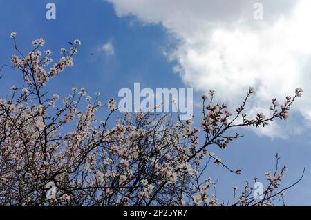 Srinagar, Inde. 04th mars 2023. Vue sur les fleurs d'amandiers dans un parc par une journée ensoleillée à Srinagar. Le printemps est arrivé plus tôt que d'habitude au Cachemire cette année en raison de températures plus élevées en février. Gul-tour, une plante florale de printemps a commencé à fleurir à la mi-février au Cachemire. Ses fleurs jaunes s'épanouissent habituellement en mars, annonçant le printemps. Après la visite de gul, les amandiers et les pêchers éclatent également en fleurs blanches et roses pâle début mars au Cachemire. Les fleurs d'amande sont généralement vues à la mi-mars. (Photo par Irrees Abbas/SOPA Images/Sipa USA) crédit: SIPA USA/Alay Live News Banque D'Images