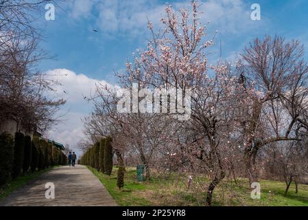 Srinagar, Inde. 04th mars 2023. Vue sur les fleurs d'amandiers dans un parc par une journée ensoleillée à Srinagar. Le printemps est arrivé plus tôt que d'habitude au Cachemire cette année en raison de températures plus élevées en février. Gul-tour, une plante florale de printemps a commencé à fleurir à la mi-février au Cachemire. Ses fleurs jaunes s'épanouissent habituellement en mars, annonçant le printemps. Après la visite de gul, les amandiers et les pêchers éclatent également en fleurs blanches et roses pâle début mars au Cachemire. Les fleurs d'amande sont généralement vues à la mi-mars. (Photo par Irrees Abbas/SOPA Images/Sipa USA) crédit: SIPA USA/Alay Live News Banque D'Images