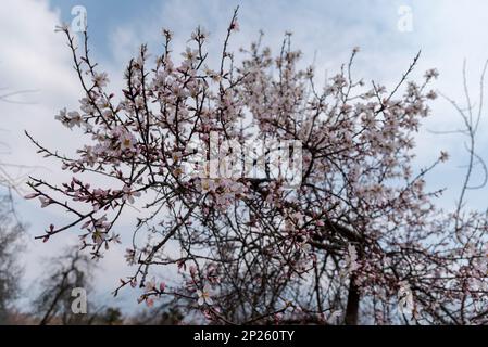Srinagar, Inde. 04th mars 2023. Vue sur les fleurs d'amandiers dans un parc par une journée ensoleillée à Srinagar. Le printemps est arrivé plus tôt que d'habitude au Cachemire cette année en raison de températures plus élevées en février. Gul-tour, une plante florale de printemps a commencé à fleurir à la mi-février au Cachemire. Ses fleurs jaunes s'épanouissent habituellement en mars, annonçant le printemps. Après la visite de gul, les amandiers et les pêchers éclatent également en fleurs blanches et roses pâle début mars au Cachemire. Les fleurs d'amande sont généralement vues à la mi-mars. (Photo par Irrees Abbas/SOPA Images/Sipa USA) crédit: SIPA USA/Alay Live News Banque D'Images