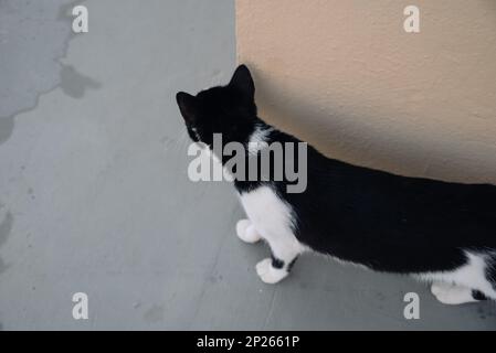 Petit sans-abri grec Noir et blanc chat Basking dans le soleil sur la route humide après la pluie et regarde avec prudence autour de Corner. Moraitika, Corfou, Grèce. Peu profond Banque D'Images